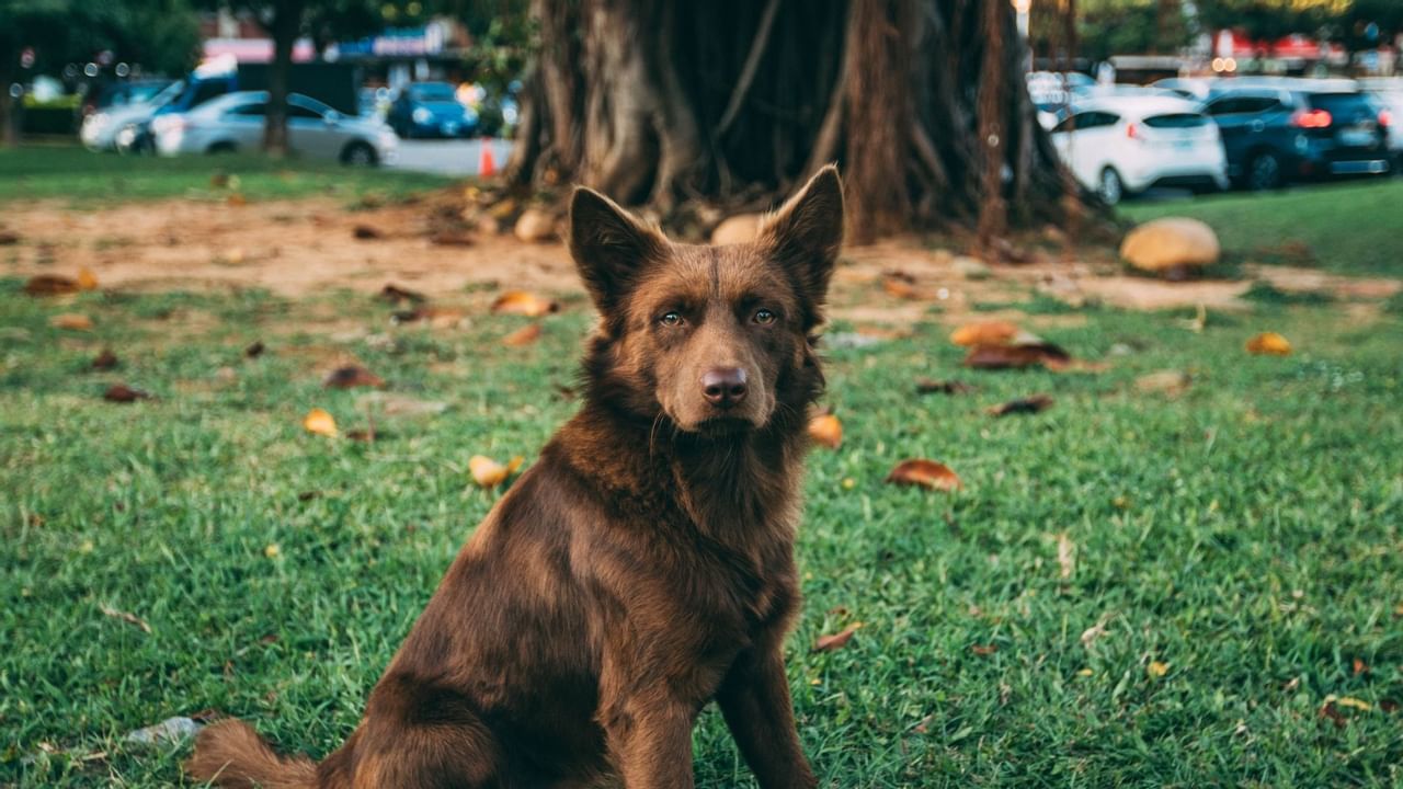 Dog resting on grass