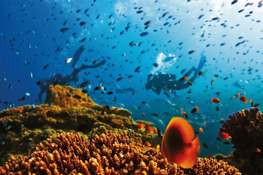 Divers swimming through fishes near Heron Island Resort