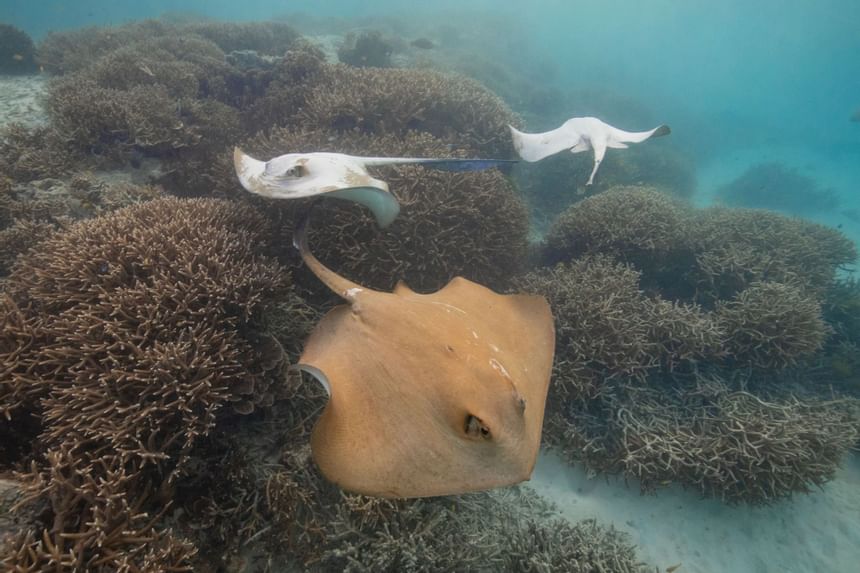 3 rays in the deep sea near Heron Island Resort