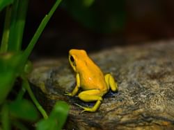 Frog captured in Bioparque La Reserva near Hotel Factory Green