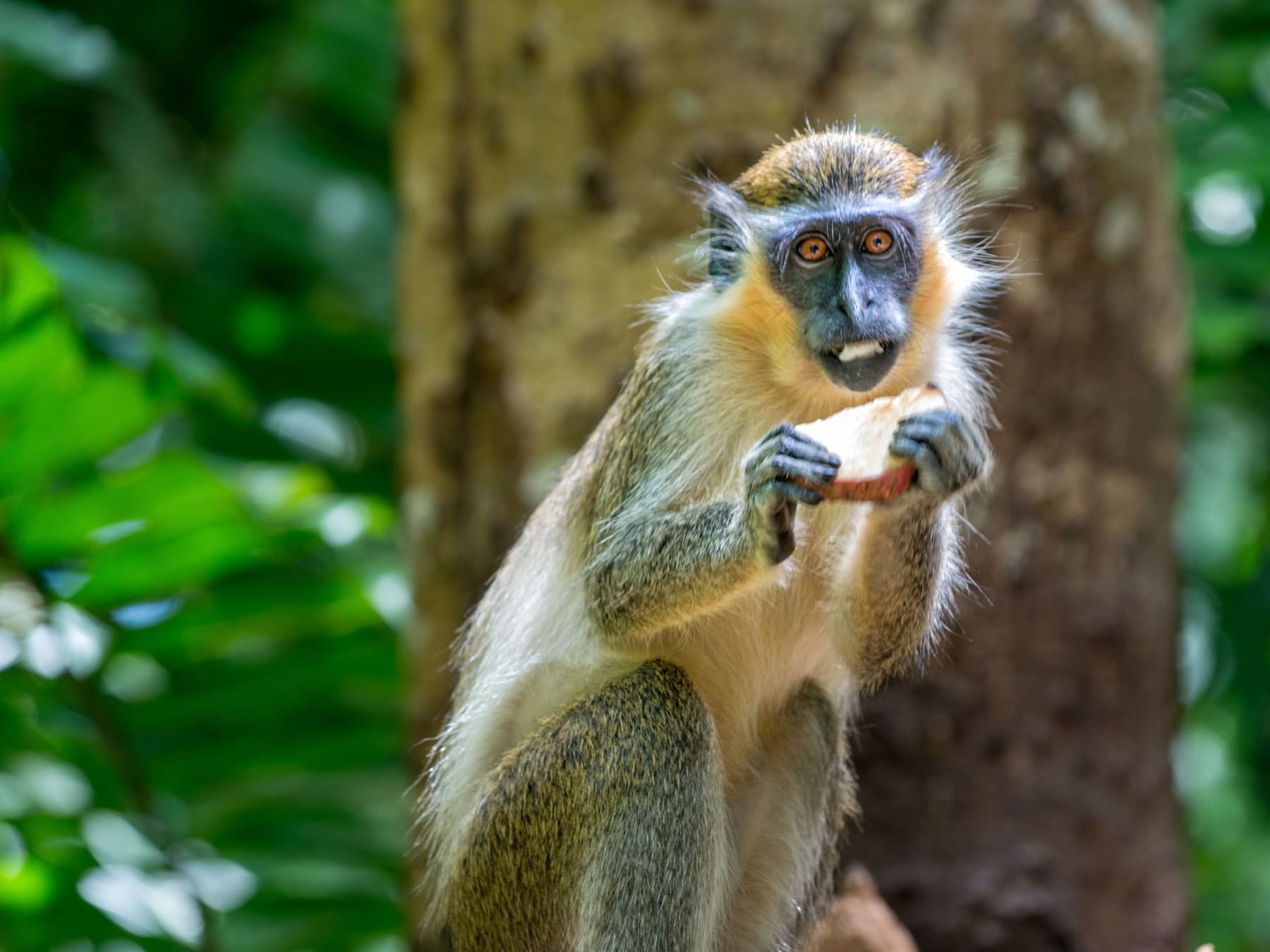 Barbados Green Monkey 