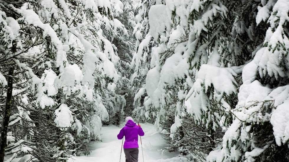 A person in a purple jacket cross-country skiing through a snowy forest near Falkensteiner Hotel Montafon