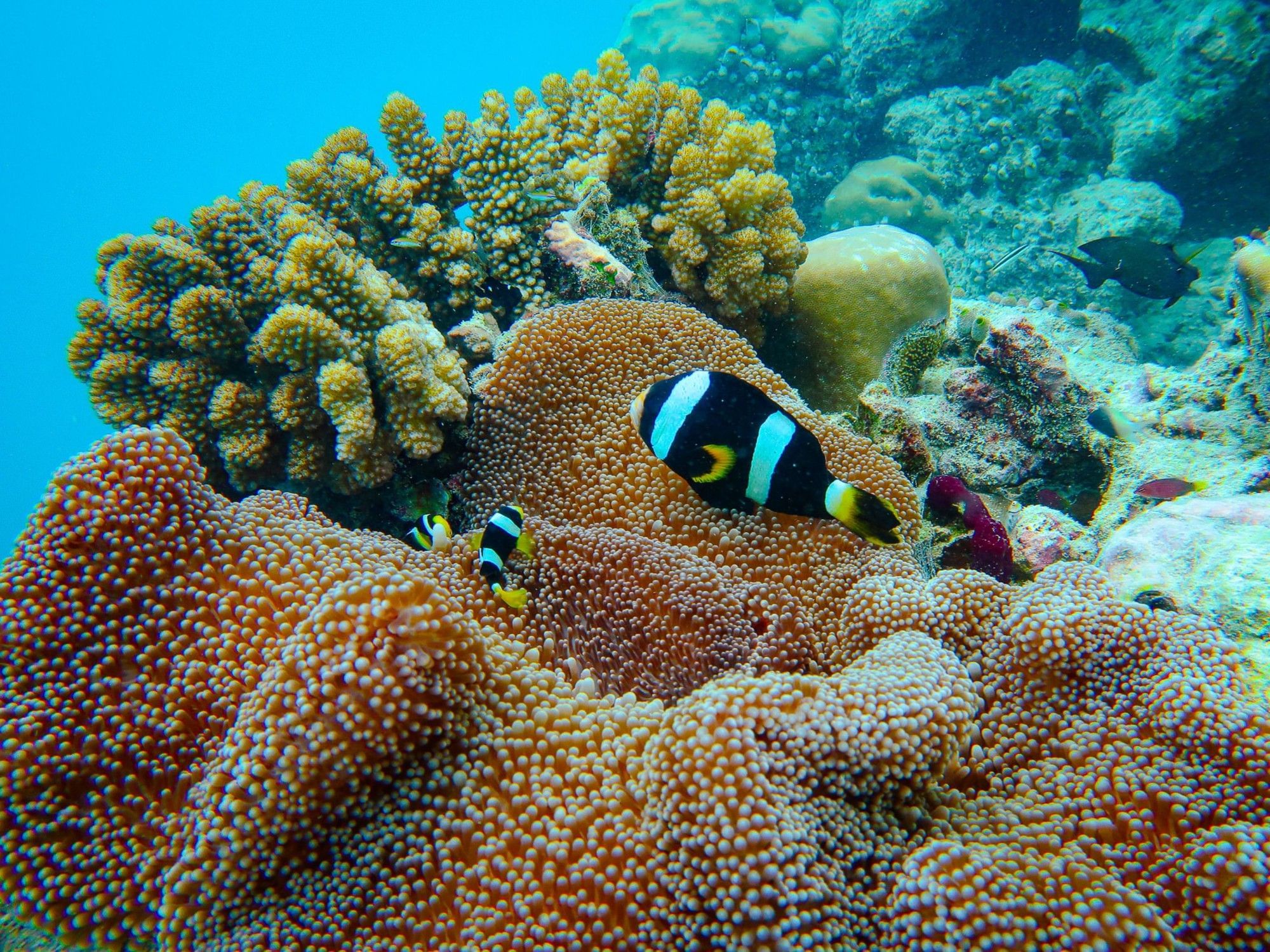 Marine Life | Best Photography Maldives | Grand Park Kodhipparu, Maldives
