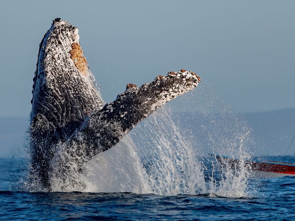 Humpback whale breaching water at the Mar de Cortez, showing tail and mouth near the Hacienda del Mar Los Cabos.