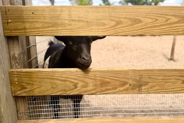 A small black goat pokes its head between a wooden fence at the petting zoo at The Showcase of Citrus.