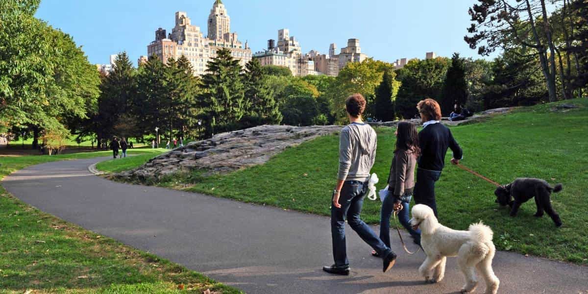 Exploring Central Park with Your Dog