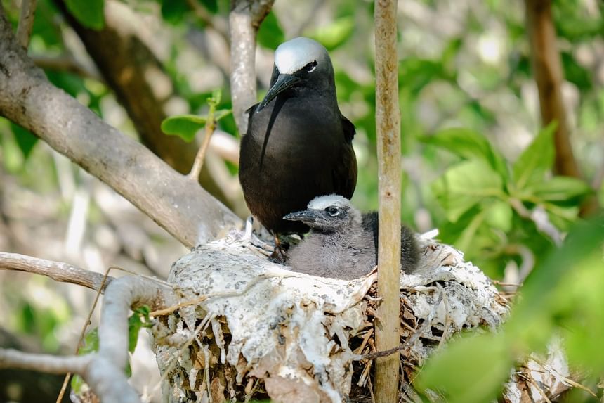 A bird on a nest with her baby near Heron Island Resort