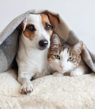 Cat & dog were covered in a blanket at Dream Thailand Bangkok