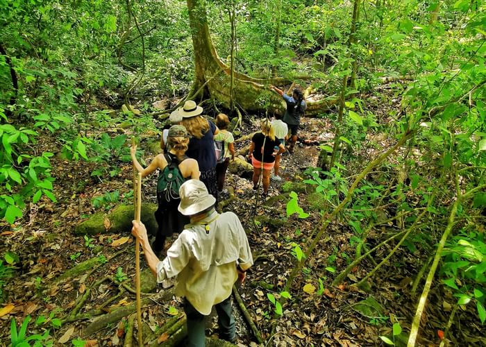 Group of people adventuring in the woods near Los Altos Resort