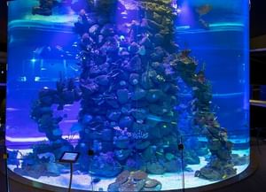 Poema del Mar Aquarium near Design Plus Bex Hotel