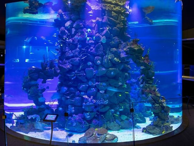 Poema del Mar Aquarium near Design Plus Bex Hotel