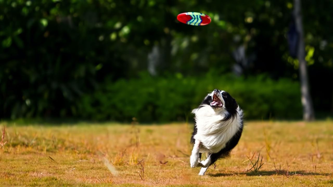 Sheep dog catching a frisbee