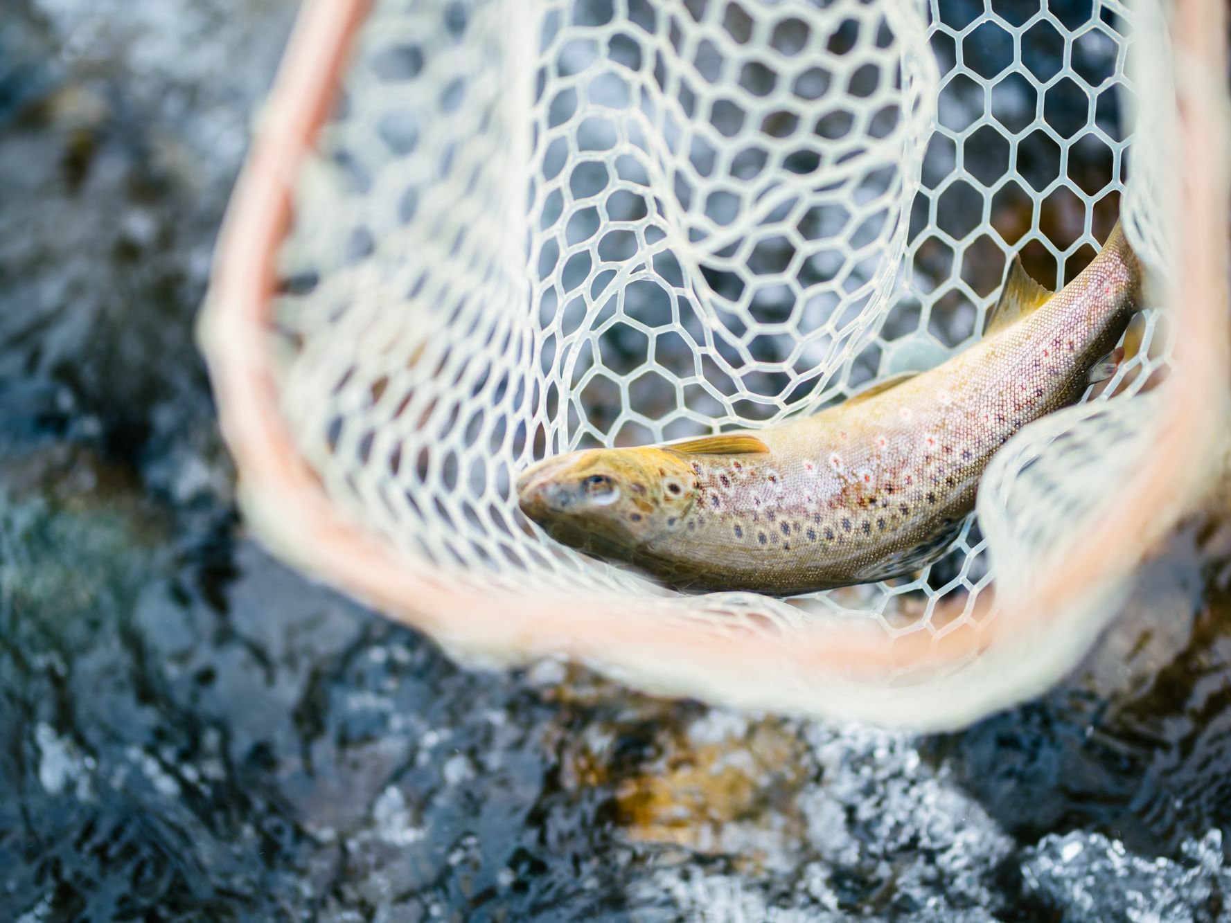 Close-up of a fish captured on a fish net near Hotel Jackson