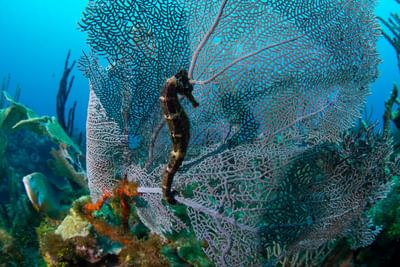 Seahorse clinging to a sea fan on a coral reef at Barefoot Cay Resort & Marina