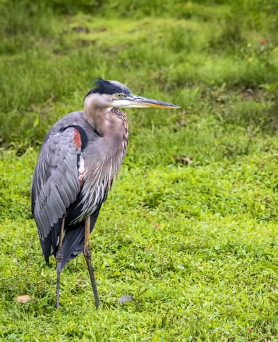 Pájaro