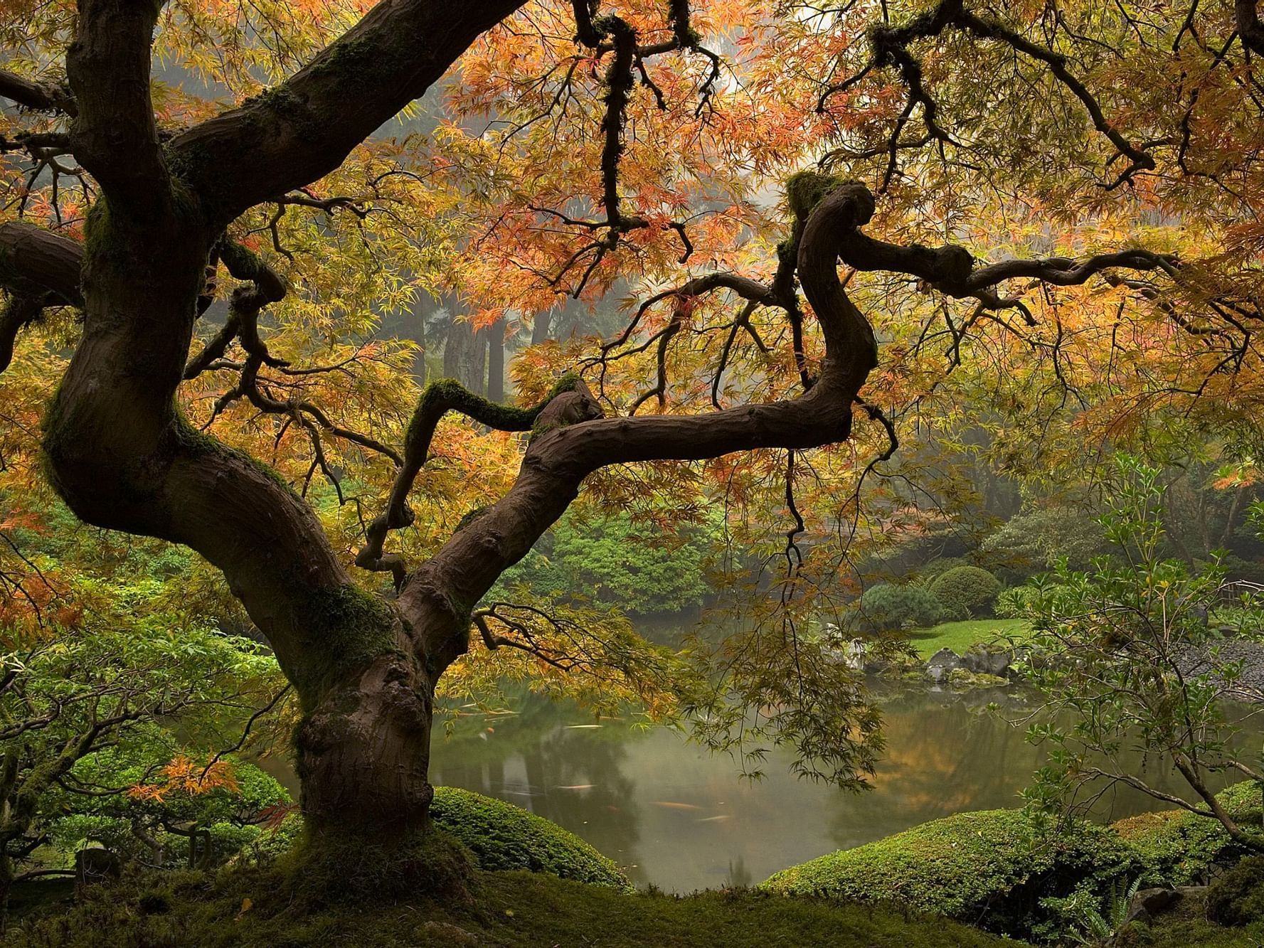 A Japanese Maple tree near a pond