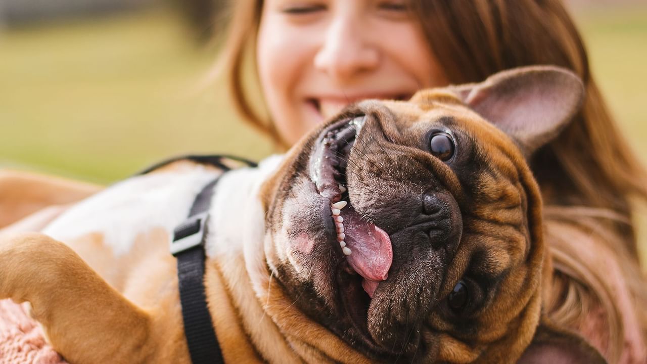 smiling bulldog in womens arms