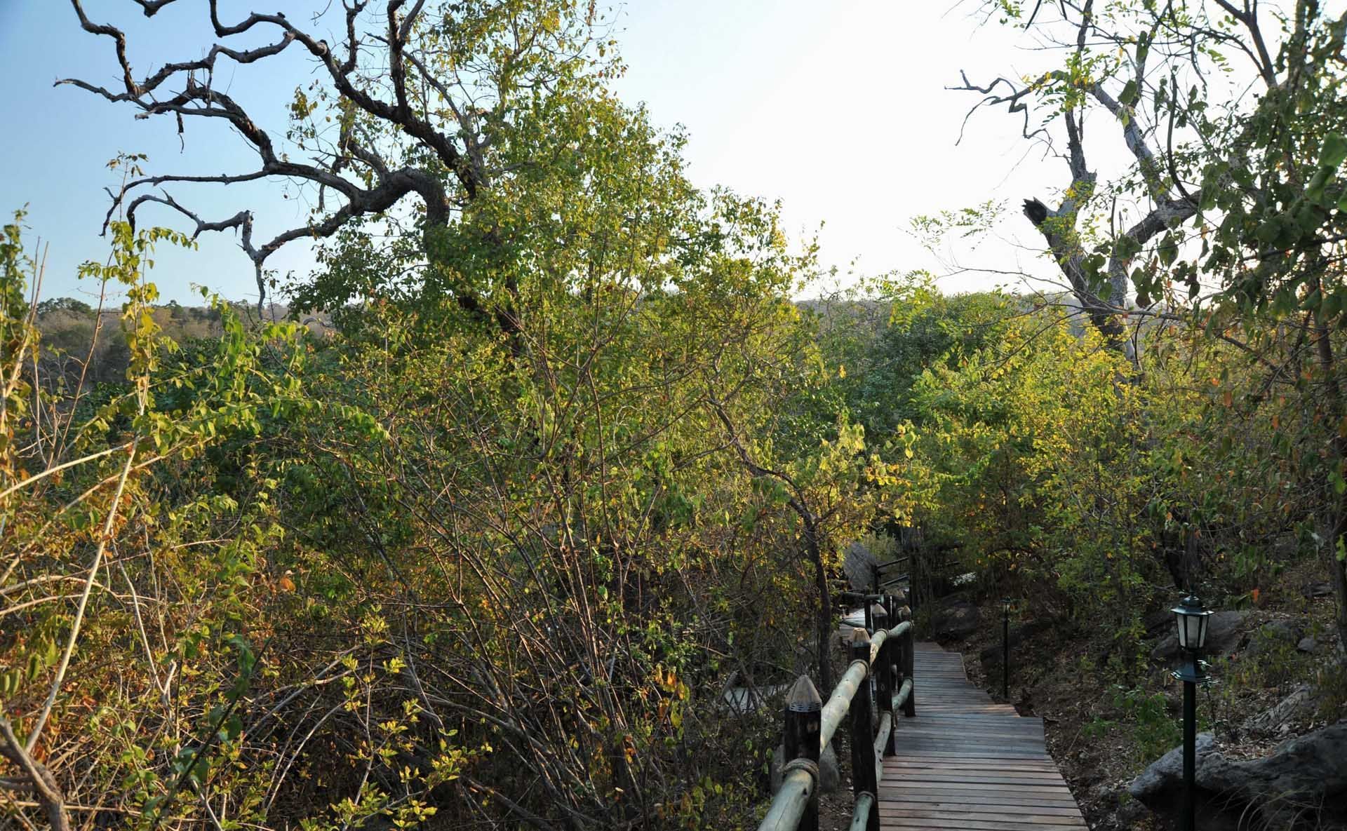 View of a pathway in a forest at Serena Mivumo River Lodge
