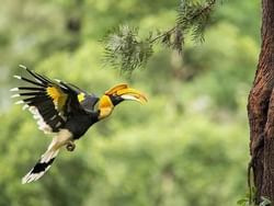 Places of Interest - Penang Bird Park