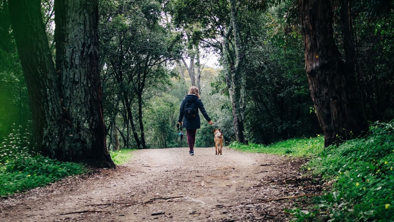 Dog on a walk with its owner on woodland trail
