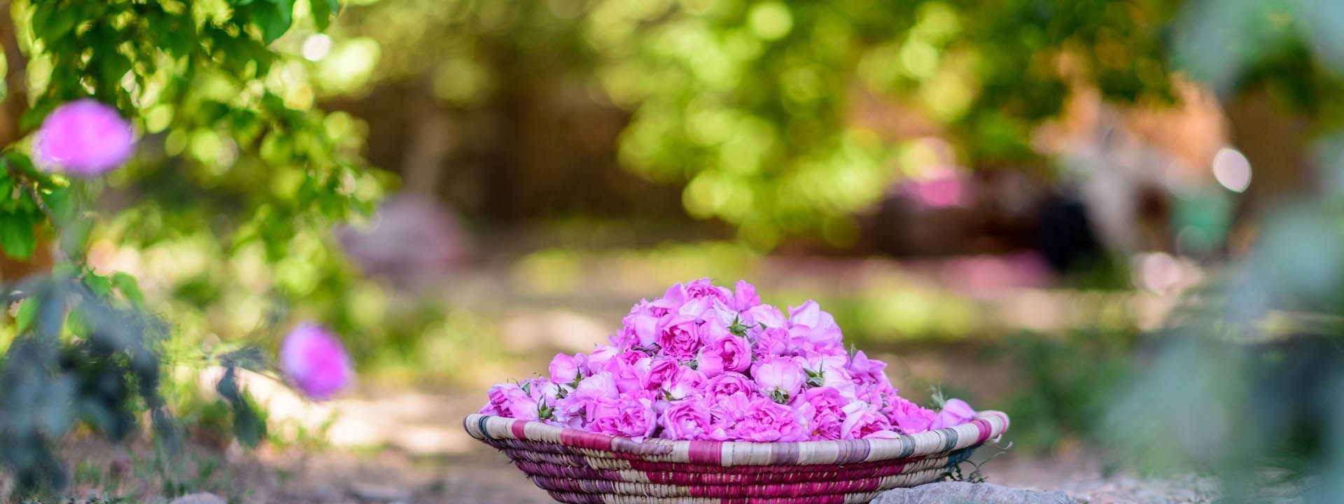 Woven basket of vibrant pink roses resting on a stone path, surrounded by lush greenery near Warwick Hotels & Resorts