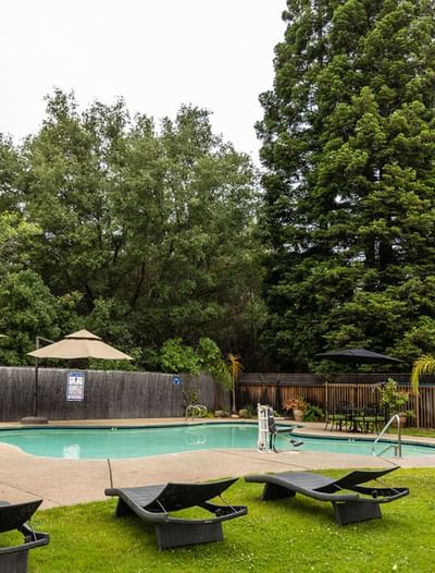 Outdoor swimming pool surrounded by lounge chairs, umbrellas, and tall trees at Lake Natoma Inn