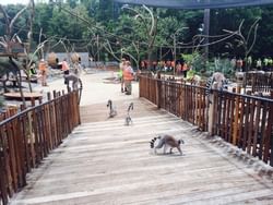 Racoons captured in Melbourne Zoo near Jasper Hotel