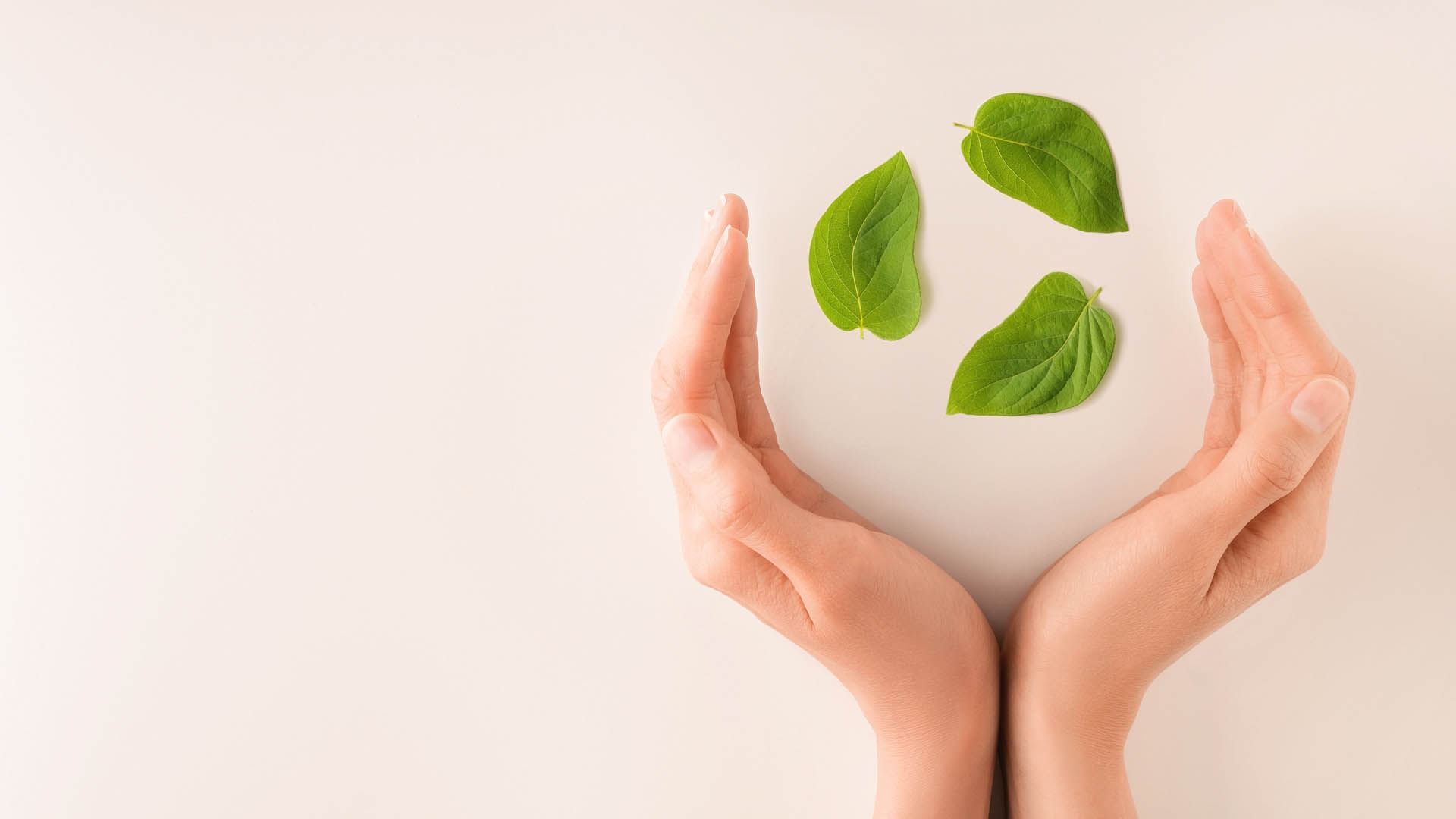 Two hands gently hold three green leaves against a pale background at AG Hotels