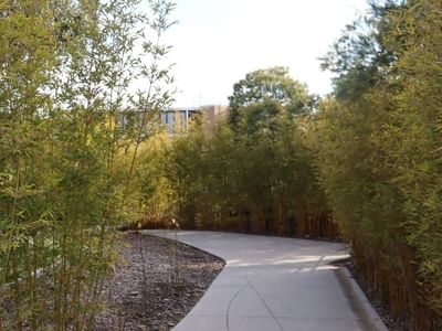 A scenic pathway lined with bamboo trees leads to a modern building at La Trobe University.