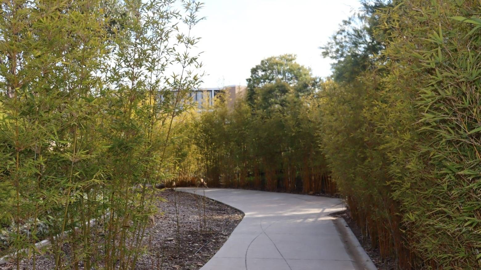 A scenic pathway lined with bamboo trees leads to a modern building at La Trobe University.