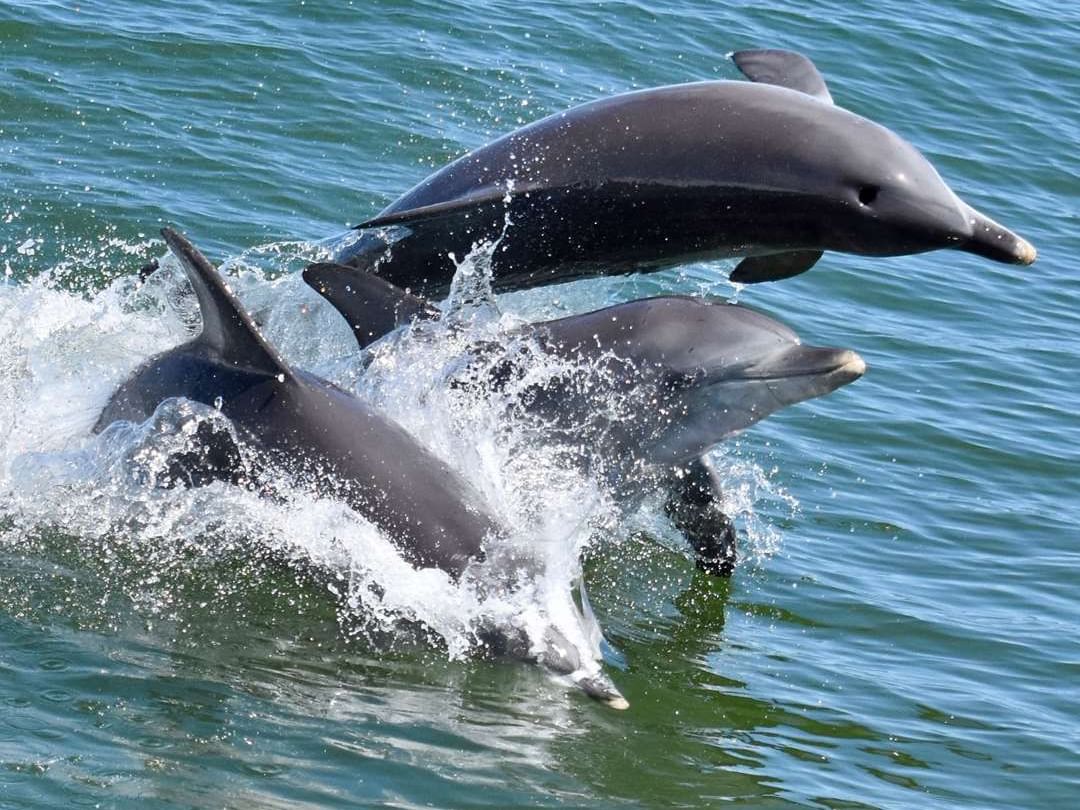 The Sebel Mandurah - Mandurah Cruises Dolphin And Scenic Tours
