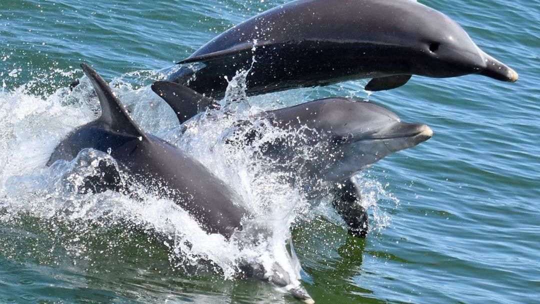 The Sebel Mandurah - Mandurah Cruises Dolphin And Scenic Tours