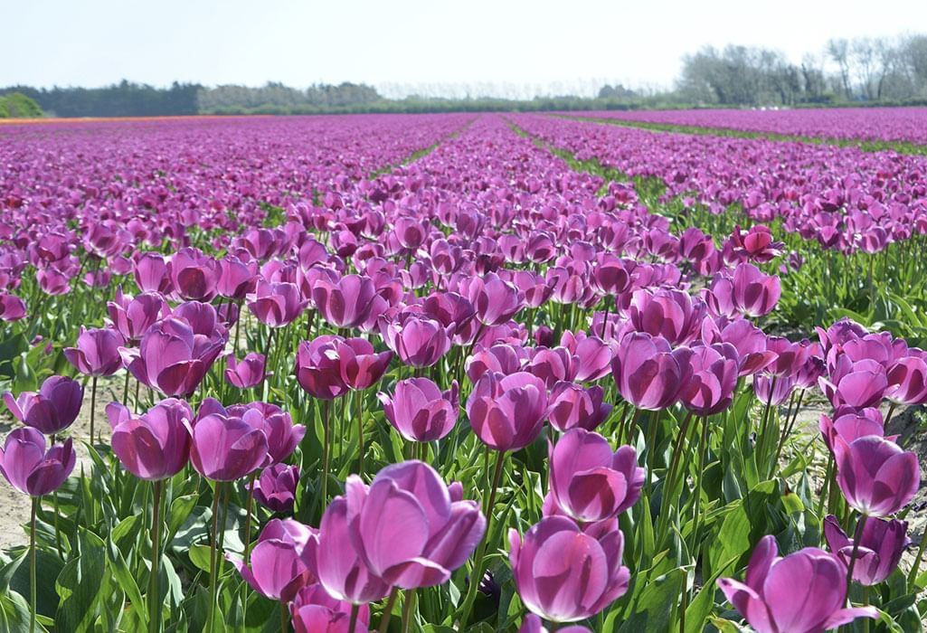 purple tulip fields