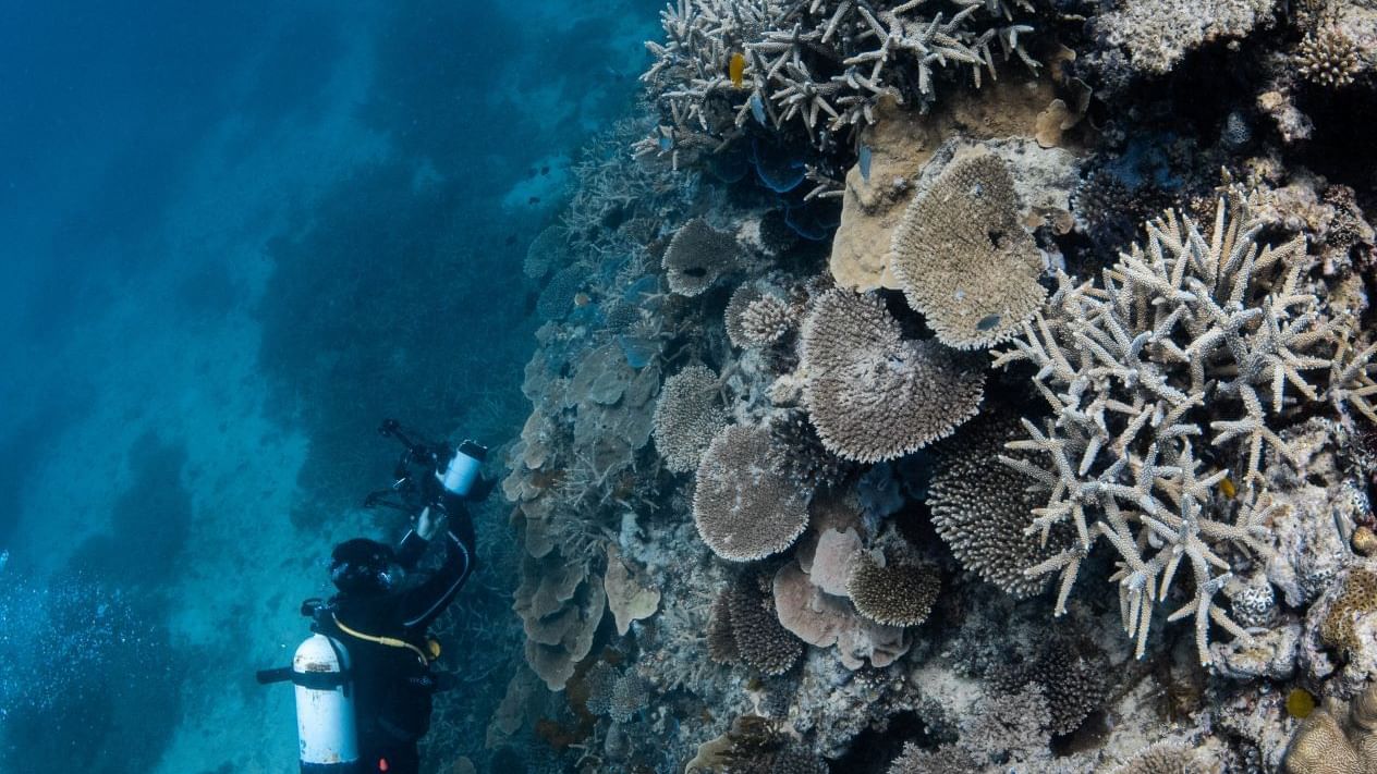 A man at the Great Barrier Reef near Heron Island Resort