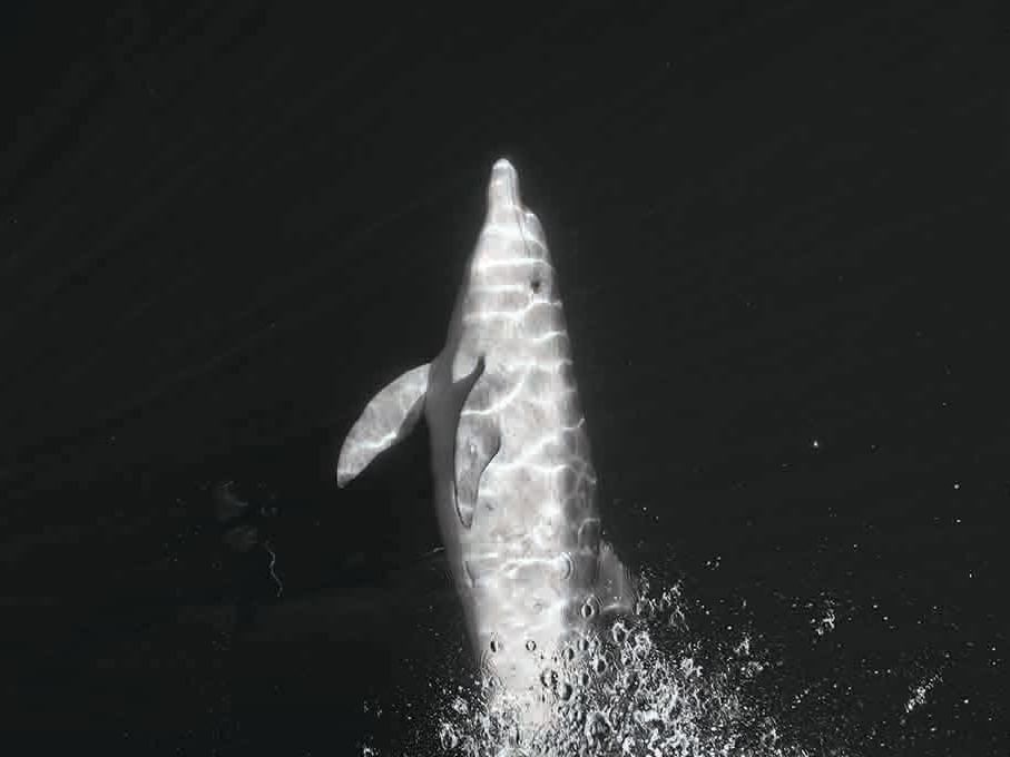 Portrait of a Dolphin jumping from the sea near Strahan Village