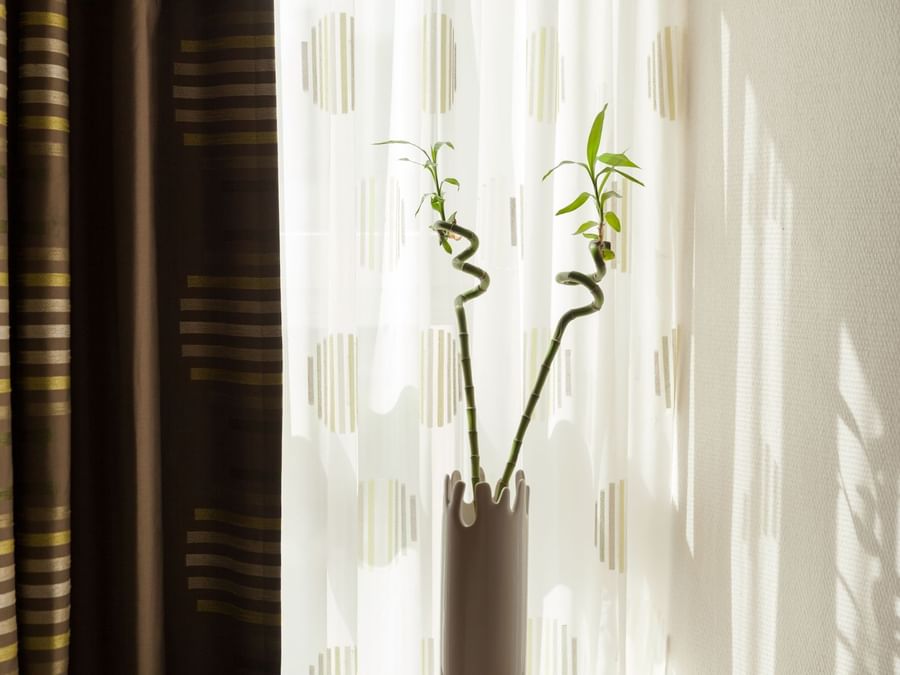 A plant on the table in a room at Hotel Arianis