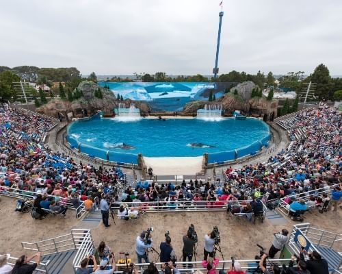 Orca Encounter, one of the many things you can do while enjoy at SeaWorld Orlando's Craft Beer Festival