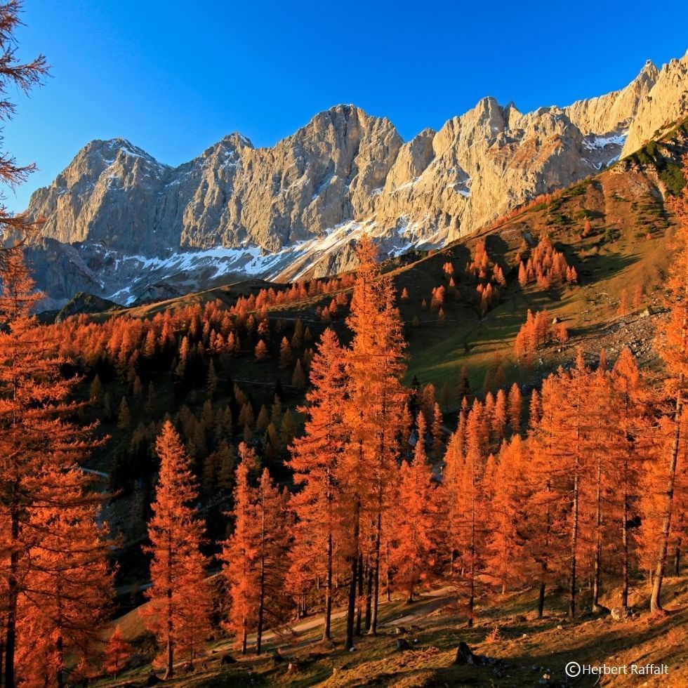 Autumn forest with snow-capped mountains near Falkensteiner Hotel Schladming