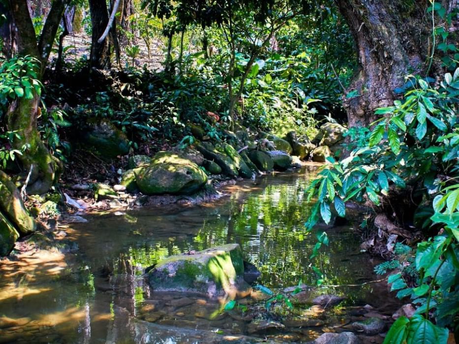 Un tranquilo arroyo forestal cerca de Quinta Real, con la luz del sol reflejándose en el agua y rocas cubiertas de musgo