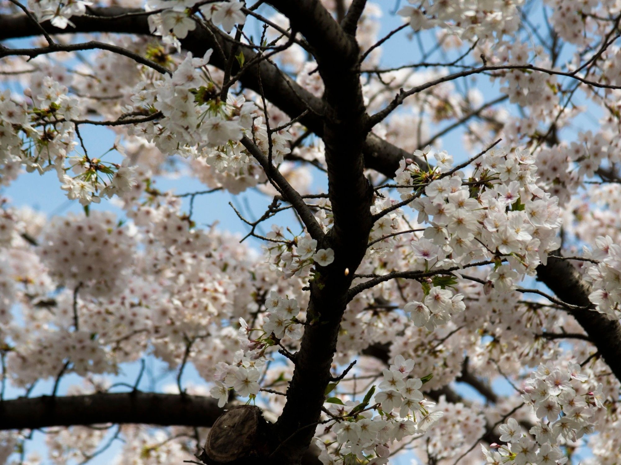 Spring | Grand Park Kunming