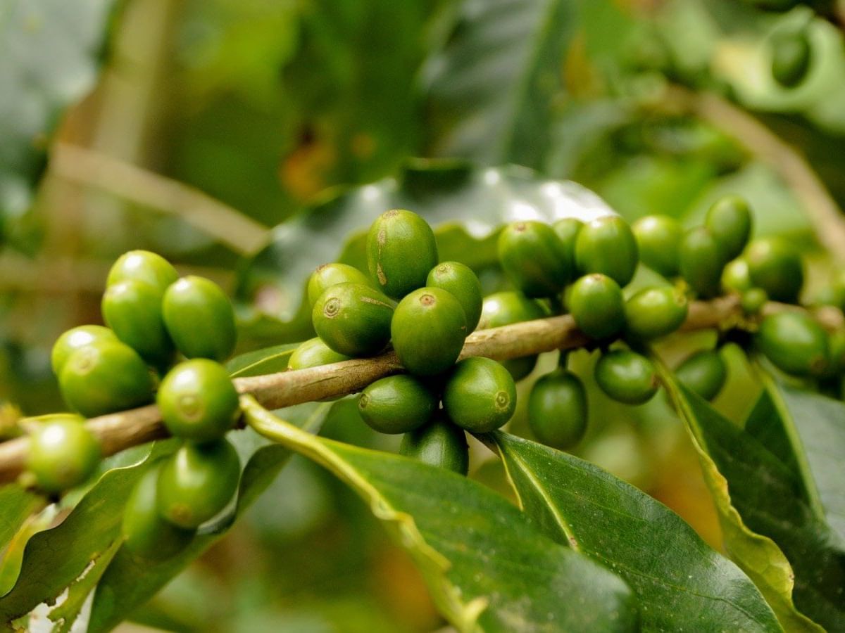 Raw coffee beans on a farm near the Fiesta Americana Hotels