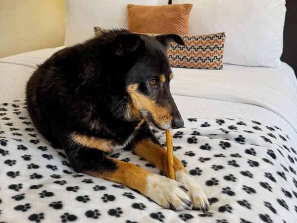 A dog resting on a hotel bed.