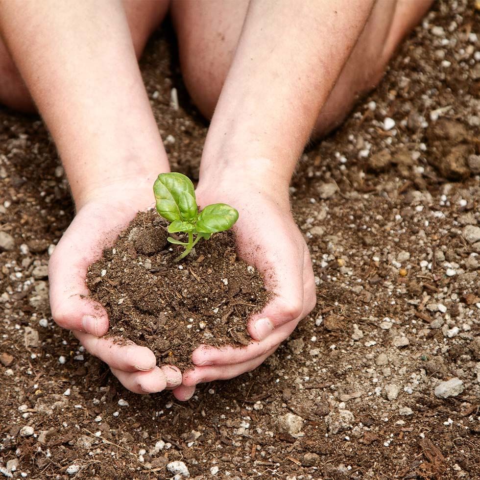 Close-up of hands holding a sprout at Falkensteiner hotels