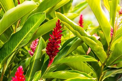 Flowers at Dorado Beach Resort