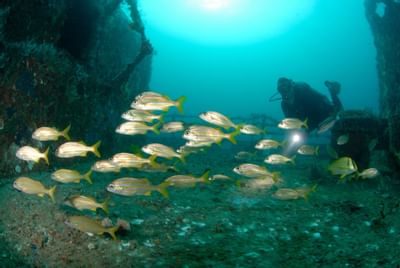 scuba diver and school of fish