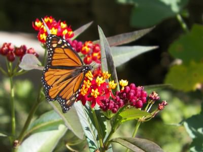 Local Attractions Pacific Grove near The Monterey Hotel