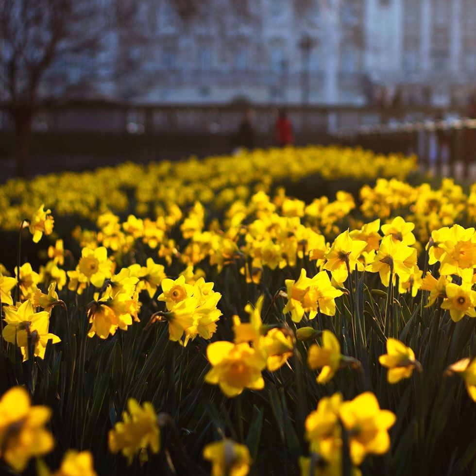 Yellow daffodils in Grassalkovich Palace, Falkensteiner Hotels