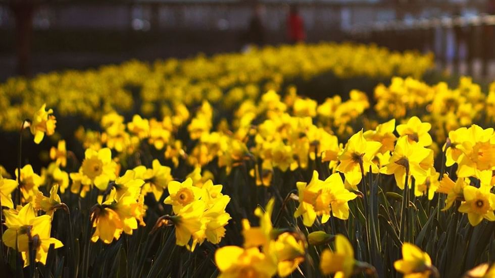 Yellow daffodils in Grassalkovich Palace, Falkensteiner Hotels