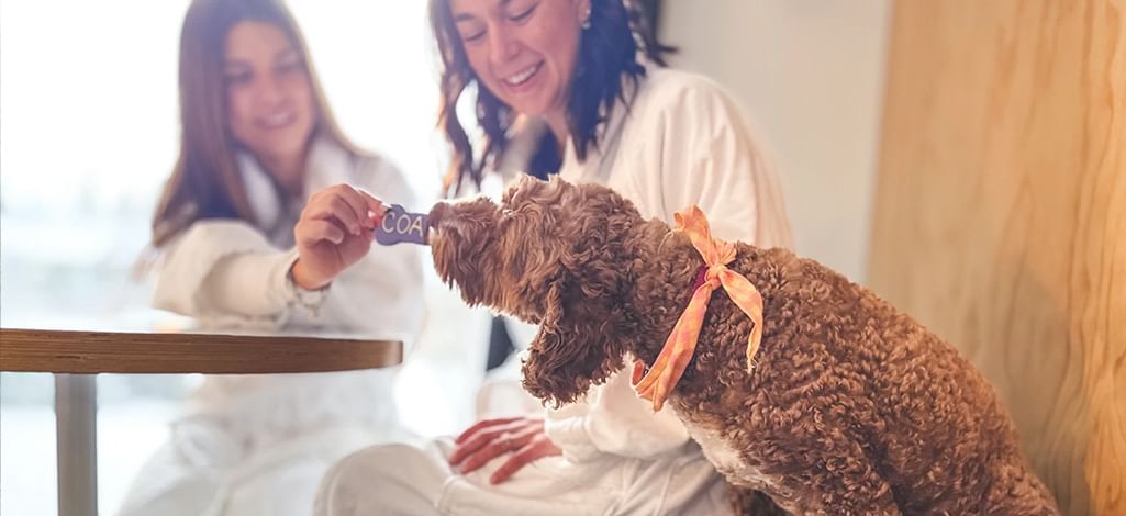 Two people feed a dog a treat in a pet-friendly hotel after a long day trip from Canmore.