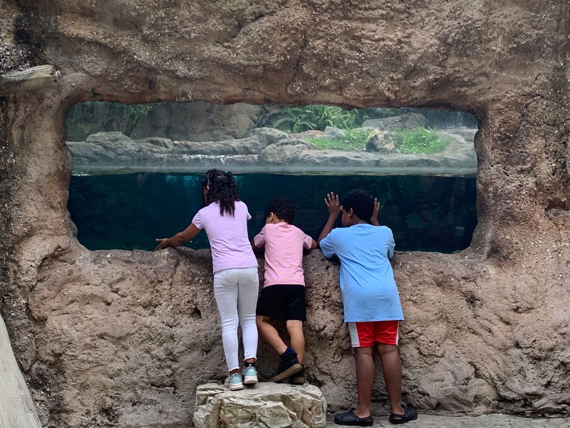 Three children peer through a large glass aquarium surrounded by rock.